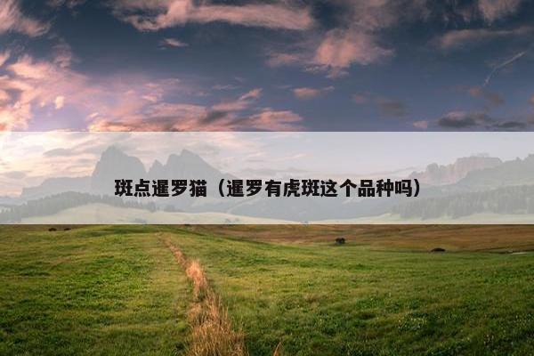 斑点暹罗猫（暹罗有虎斑这个品种吗）