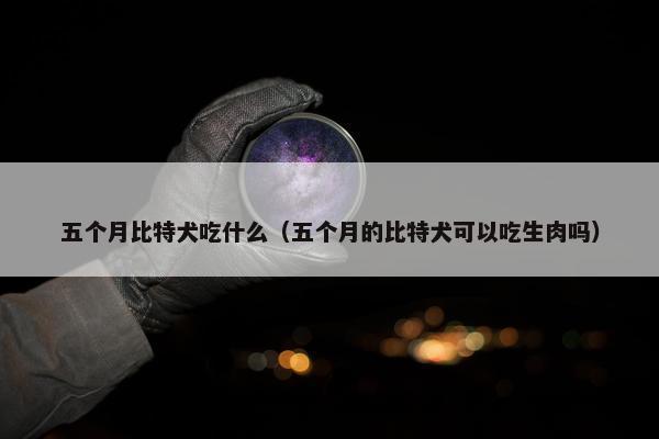 五个月比特犬吃什么（五个月的比特犬可以吃生肉吗）