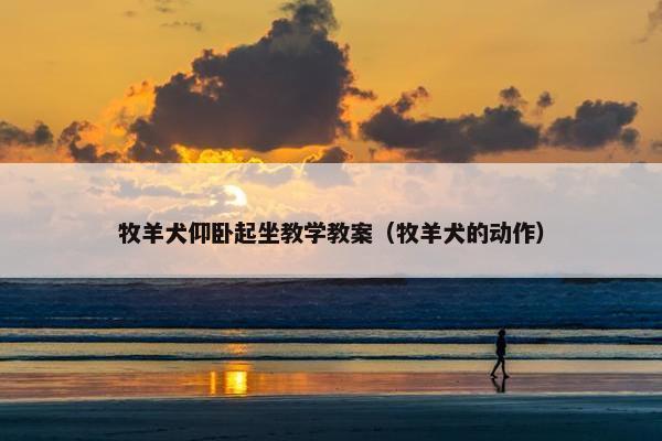 牧羊犬仰卧起坐教学教案（牧羊犬的动作）