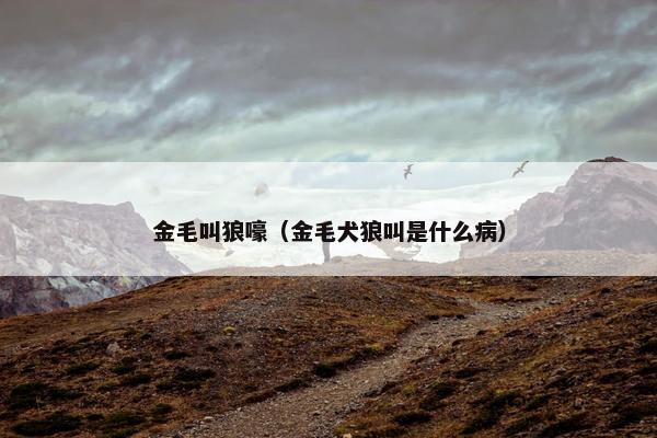 金毛叫狼嚎（金毛犬狼叫是什么病）