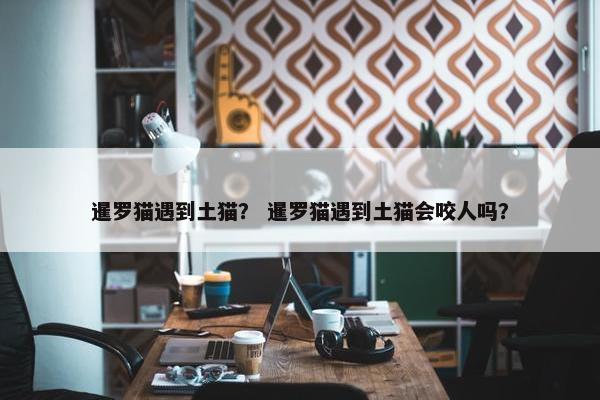 暹罗猫遇到土猫？ 暹罗猫遇到土猫会咬人吗？