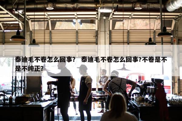 泰迪毛不卷怎么回事？ 泰迪毛不卷怎么回事?不卷是不是不纯正？
