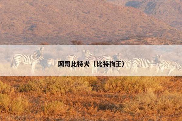 网哥比特犬（比特狗王）