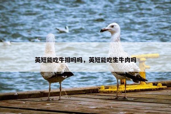 英短能吃牛排吗吗，英短能吃生牛肉吗