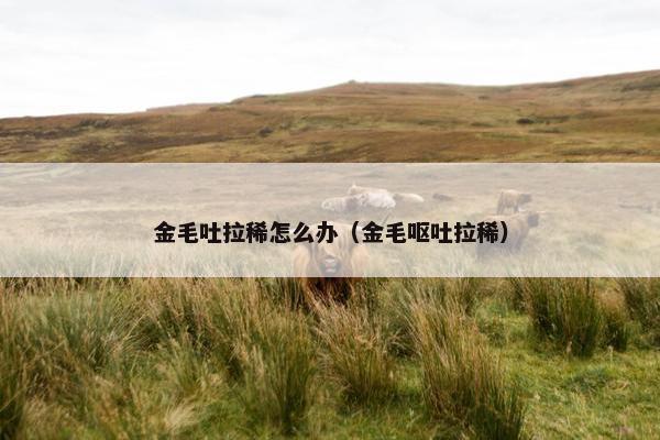 金毛吐拉稀怎么办（金毛呕吐拉稀）