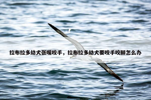 拉布拉多幼犬张嘴咬手，拉布拉多幼犬要咬手咬脚怎么办