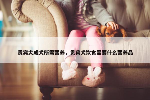 贵宾犬成犬所需营养，贵宾犬饮食需要什么营养品