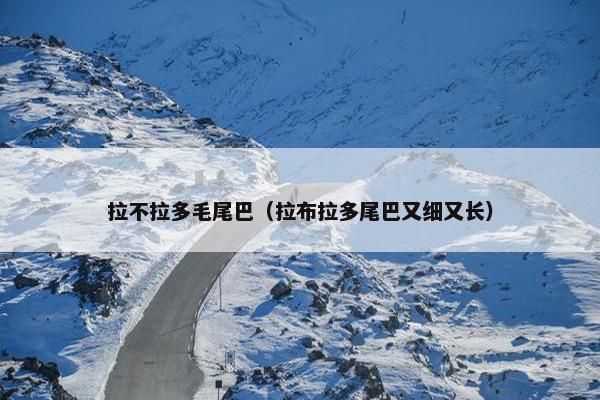 拉不拉多毛尾巴（拉布拉多尾巴又细又长）