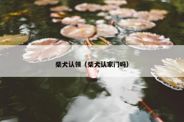 柴犬认领（柴犬认家门吗）