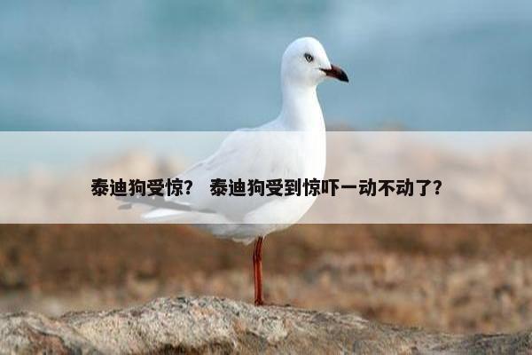 泰迪狗受惊？ 泰迪狗受到惊吓一动不动了？