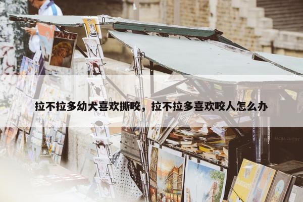 拉不拉多幼犬喜欢撕咬，拉不拉多喜欢咬人怎么办