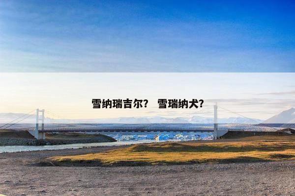 雪纳瑞吉尔？ 雪瑞纳犬？