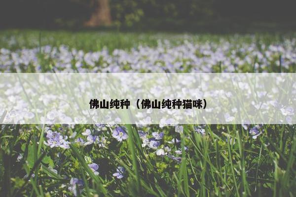 佛山纯种（佛山纯种猫咪）