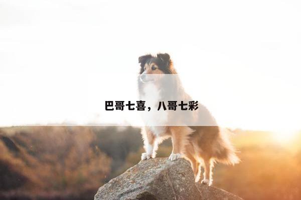 巴哥七喜，八哥七彩