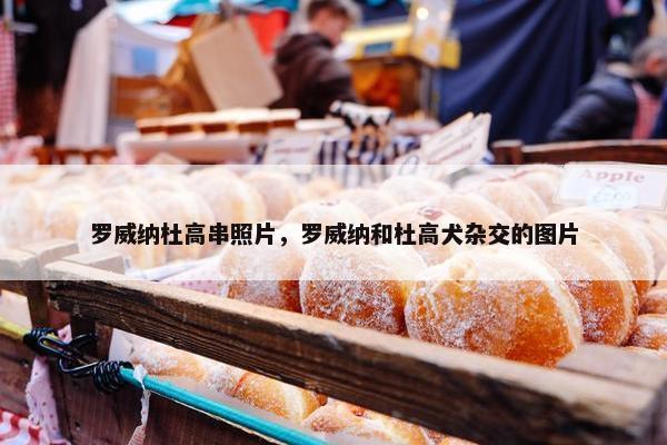 罗威纳杜高串照片，罗威纳和杜高犬杂交的图片