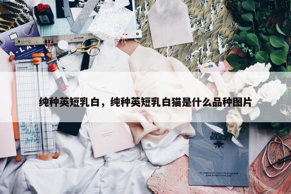 纯种英短乳白，纯种英短乳白猫是什么品种图片