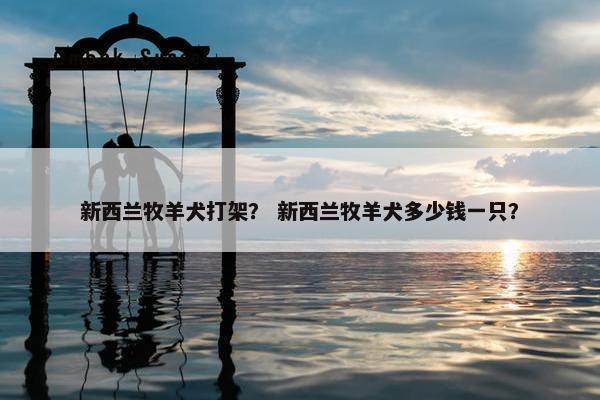新西兰牧羊犬打架？ 新西兰牧羊犬多少钱一只？