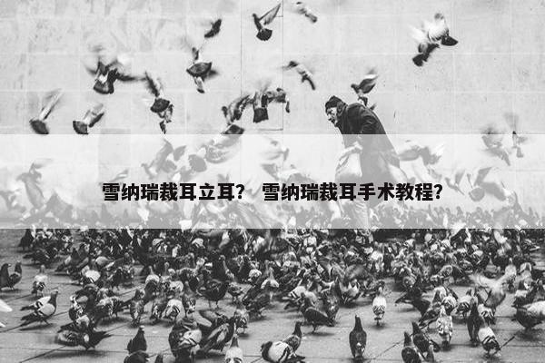 雪纳瑞裁耳立耳？ 雪纳瑞裁耳手术教程？