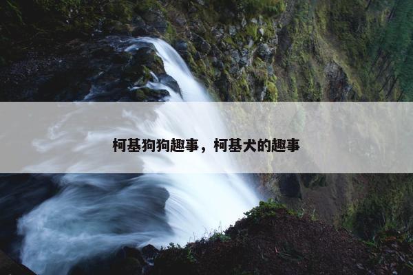 柯基狗狗趣事，柯基犬的趣事