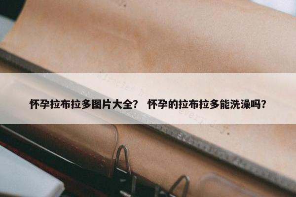怀孕拉布拉多图片大全？ 怀孕的拉布拉多能洗澡吗？