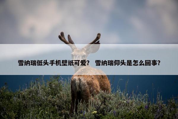 雪纳瑞低头手机壁纸可爱？ 雪纳瑞仰头是怎么回事？