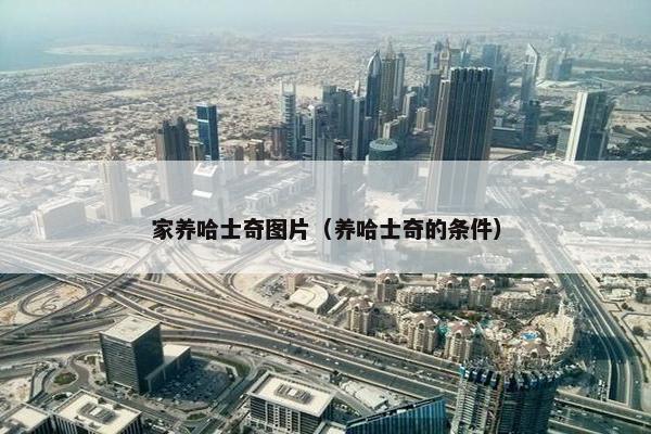 家养哈士奇图片（养哈士奇的条件）
