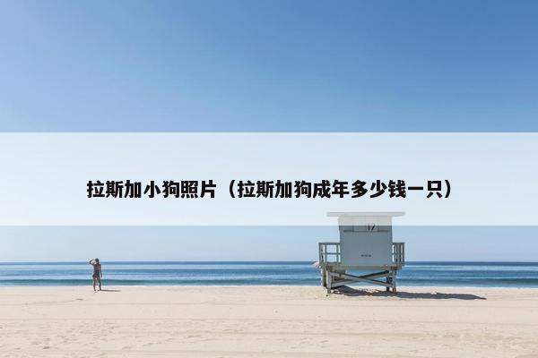 拉斯加小狗照片（拉斯加狗成年多少钱一只）