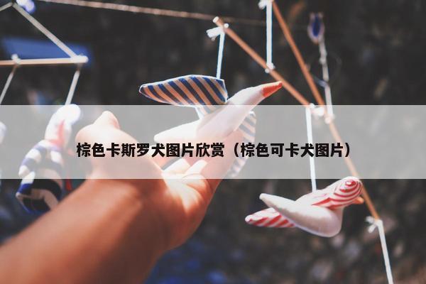 棕色卡斯罗犬图片欣赏（棕色可卡犬图片）