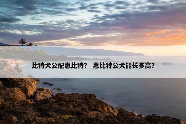 比特犬公配惠比特？ 惠比特公犬能长多高？