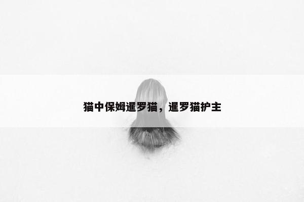 猫中保姆暹罗猫，暹罗猫护主