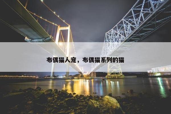 布偶猫人宠，布偶猫系列的猫
