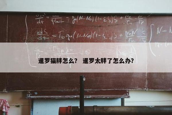 暹罗猫胖怎么？ 暹罗太胖了怎么办？