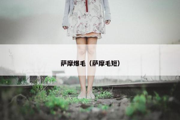 萨摩爆毛（萨摩毛短）