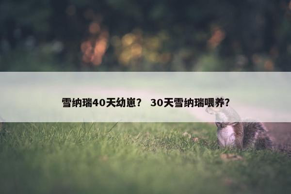 雪纳瑞40天幼崽？ 30天雪纳瑞喂养？