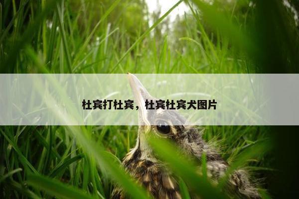 杜宾打杜宾，杜宾杜宾犬图片
