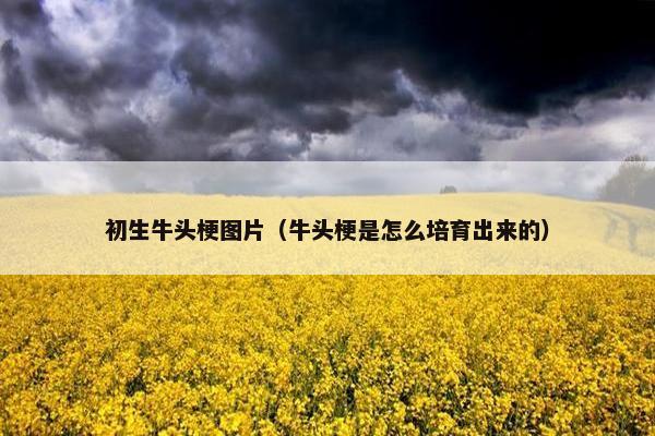 初生牛头梗图片（牛头梗是怎么培育出来的）