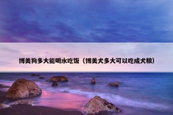 博美狗多大能喝水吃饭（博美犬多大可以吃成犬粮）