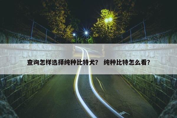查询怎样选择纯种比特犬？ 纯种比特怎么看？