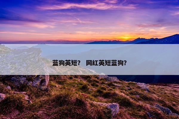 蓝狗英短？ 网红英短蓝狗？