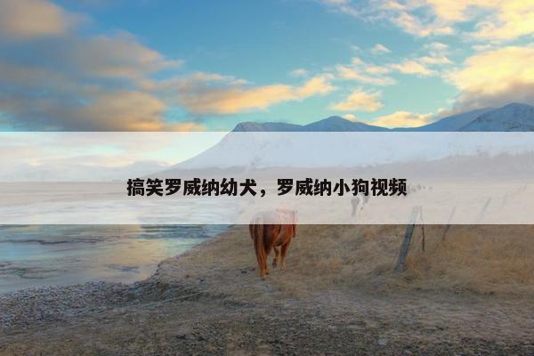 搞笑罗威纳幼犬，罗威纳小狗视频