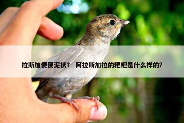 拉斯加便便泥状？ 阿拉斯加拉的粑粑是什么样的？