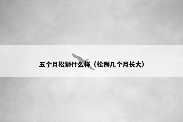 五个月松狮什么样（松狮几个月长大）