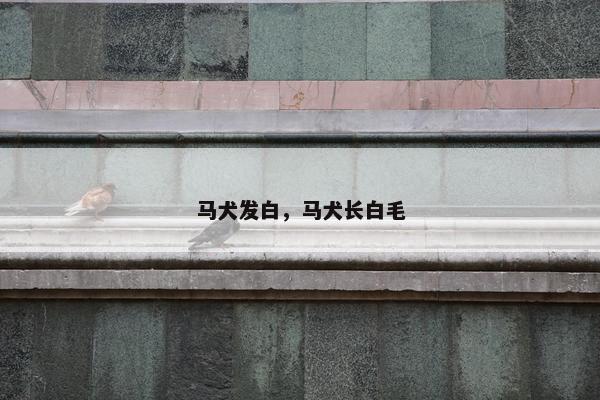 马犬发白，马犬长白毛