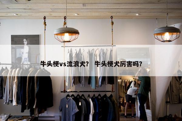 牛头梗vs流浪犬？ 牛头梗犬厉害吗？
