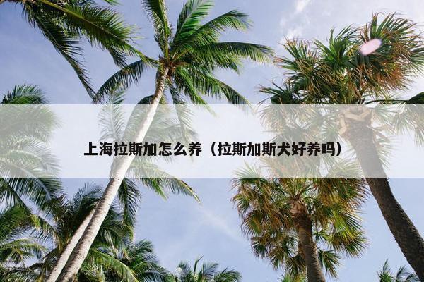 上海拉斯加怎么养（拉斯加斯犬好养吗）