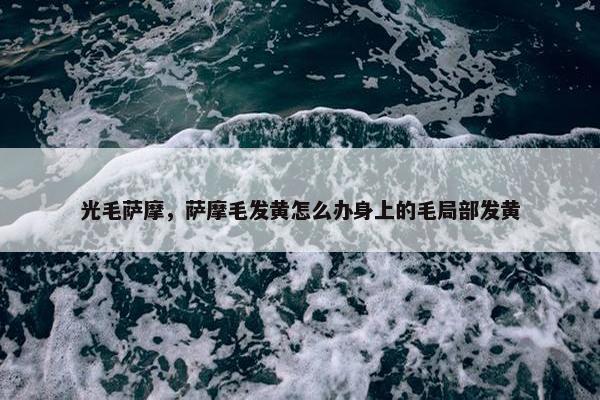 光毛萨摩，萨摩毛发黄怎么办身上的毛局部发黄