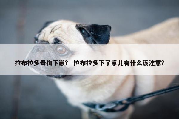 拉布拉多母狗下崽？ 拉布拉多下了崽儿有什么该注意？
