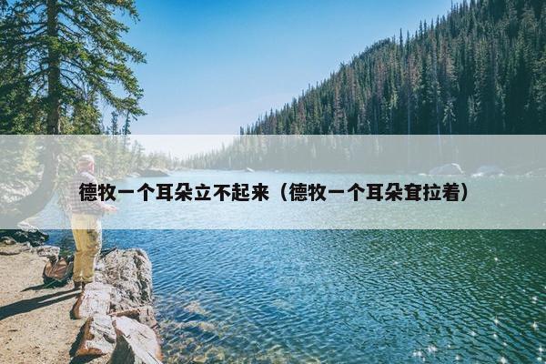 德牧一个耳朵立不起来（德牧一个耳朵耷拉着）