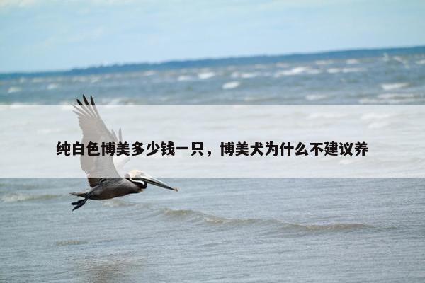 纯白色博美多少钱一只，博美犬为什么不建议养