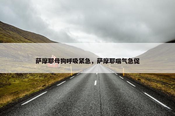 萨摩耶母狗呼吸紧急，萨摩耶喘气急促